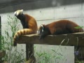 埼玉県こども動物自然公園　リリィとコウタ 一番好きなレッサーパンダ