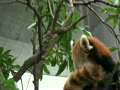 上野動物園　レッサパンダ　アンアンとキタロウ