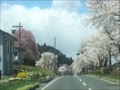 平泉の桜並木